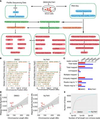 Long-Read Sequencing Annotation of the Transcriptome in DNA-PK Inactivated Cells